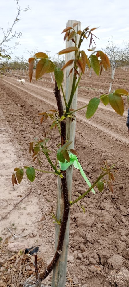 Plantín de nogal recién puesto, con tutor (2023)